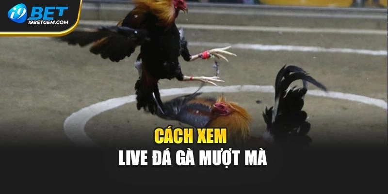 Cách xem live đá gà mượt mà