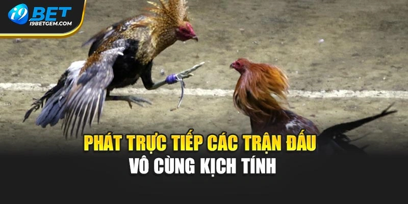 Phát trực tiếp các trận đấu vô cùng kịch tính