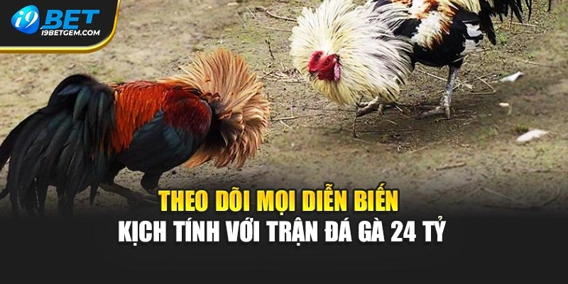 Theo dõi mọi diễn biến kịch tính với trận đá gà 24 tỷ